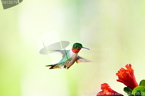 Image of Hummingbird flying near flower