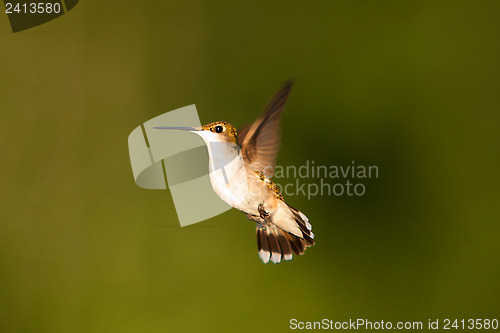 Image of Hummingbrird in flight