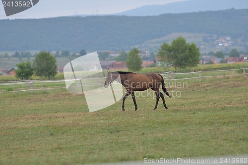 Image of horse