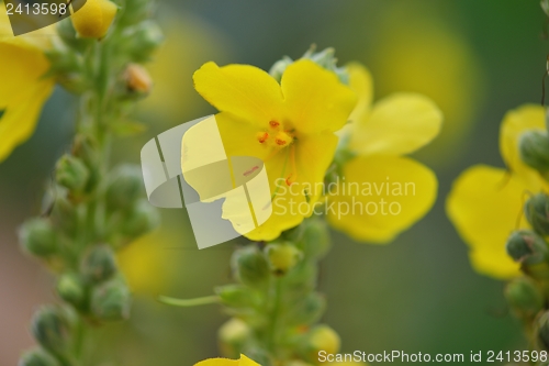 Image of summer landscape