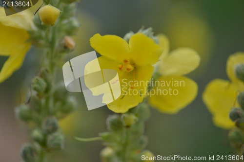 Image of summer landscape