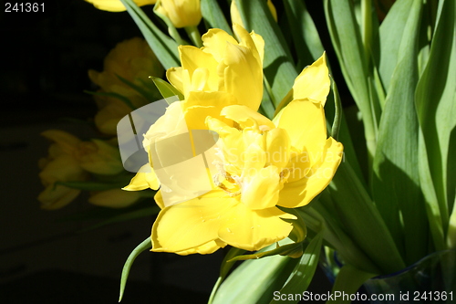 Image of Easter flower