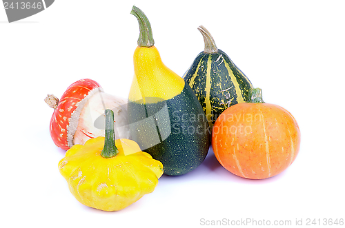 Image of Squash and Pumpkin