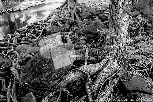 Image of Pedernales roots