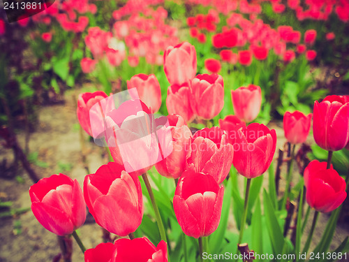 Image of Retro look Tulips