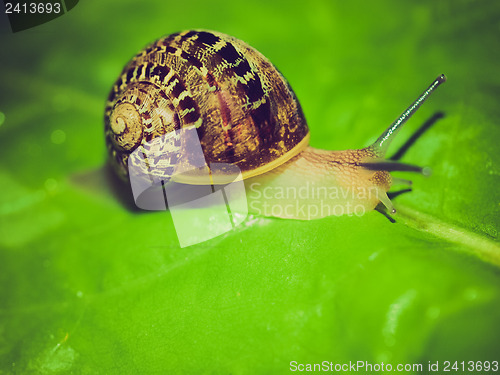 Image of Retro look Snail slug
