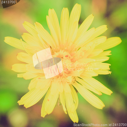 Image of Retro look Chicory flower