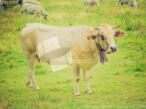Image of Retro look Cow picture
