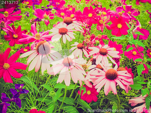 Image of Retro look Daisy flower