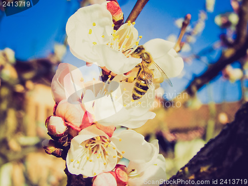 Image of Retro look Bee fetching nectar from flower