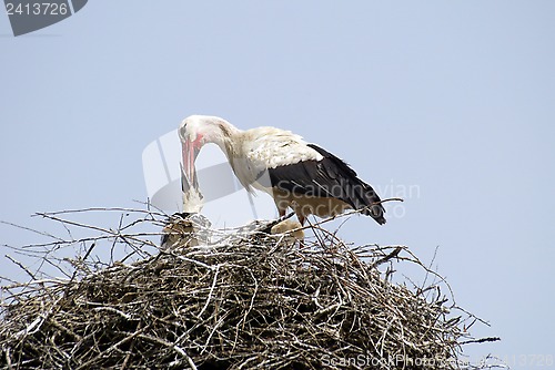 Image of Stork family on the nest