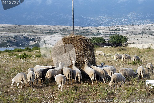 Image of Flock of sheep eating grass on sunset