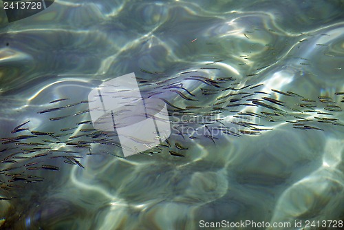 Image of Anchovy fish