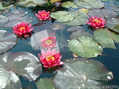 Image of Waterlily flower