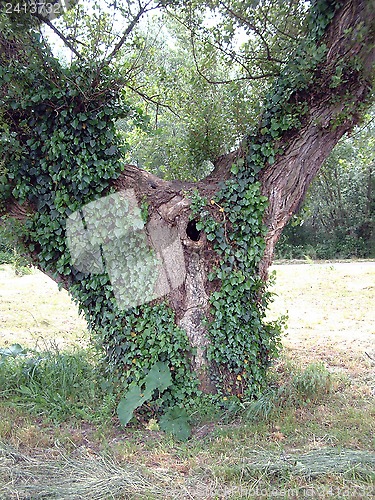 Image of Green wild Ivy growing up an old tree