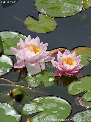 Image of Waterlily flower