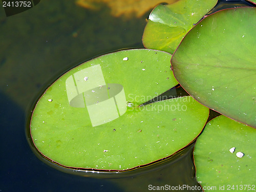 Image of Waterlily leaves