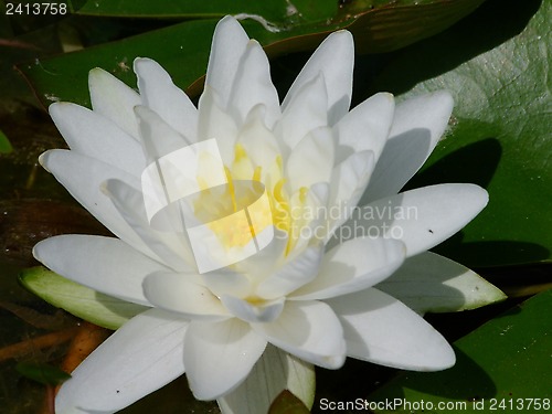 Image of Waterlily flower