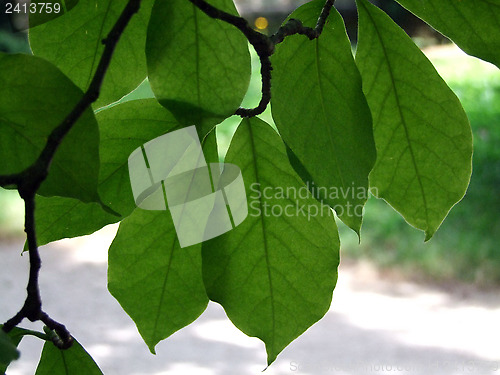 Image of Leaves