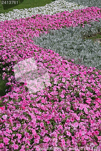 Image of Flowers in garden