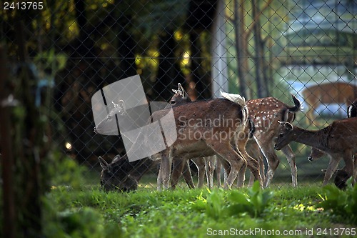 Image of Roe deer