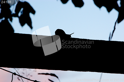 Image of Snail Silhouette