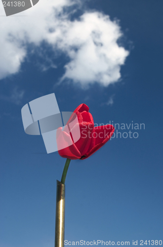 Image of red flower and sky