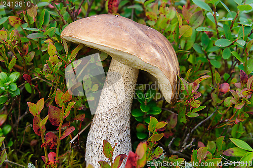 Image of Birch bolete