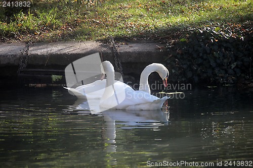 Image of Swan