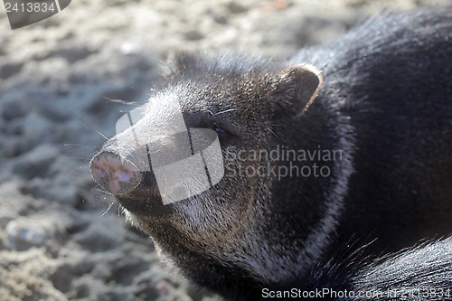 Image of Javelina or collared peccary