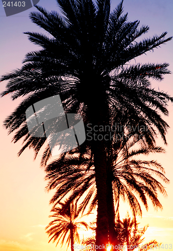Image of Sunset behind the palms