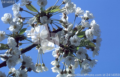 Image of Fruit flowers