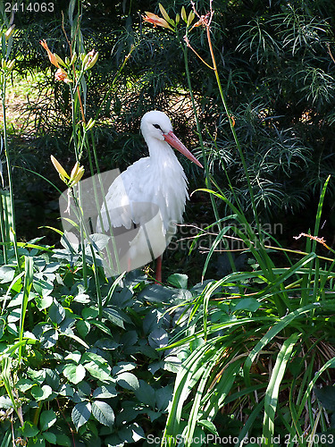 Image of Stork