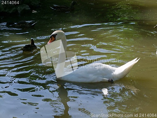 Image of Swan