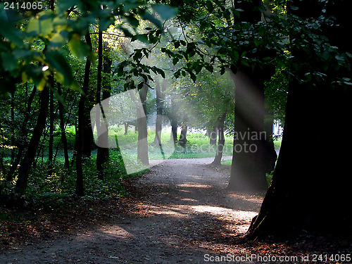 Image of Detail of a wood with rays of sun falling through