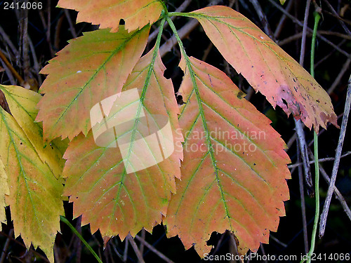 Image of Autumn leaves