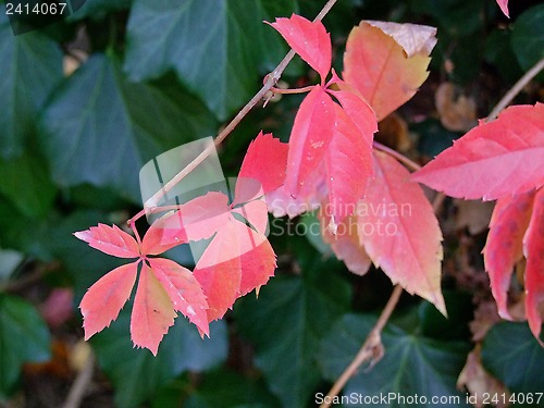 Image of Autumn leaves