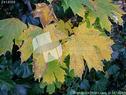 Image of Autumn leaves