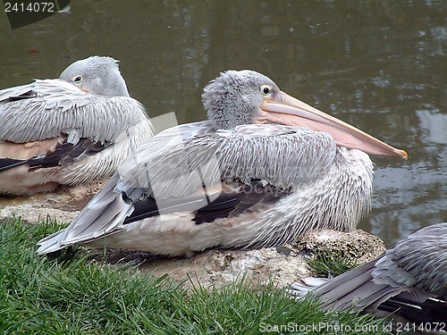 Image of Pelican