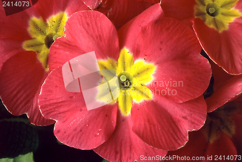 Image of Primrose