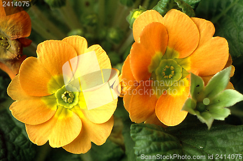 Image of Primrose