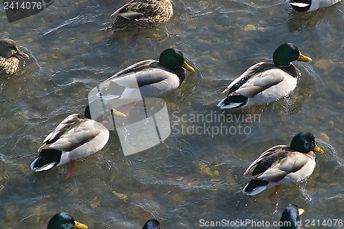 Image of Wild ducks