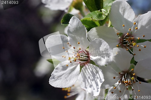 Image of Fruit flowers