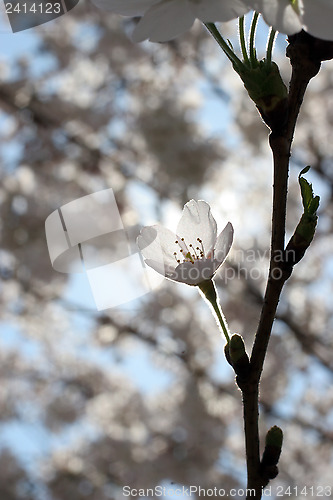 Image of Fruit flowers