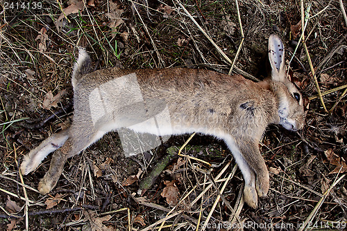 Image of Dead wild rabbit 