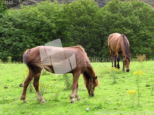 Image of Grazing Ponies