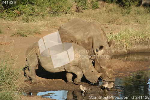 Image of Rhinos drinking water