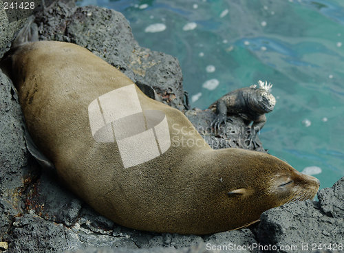 Image of Galapagos Fur Seal