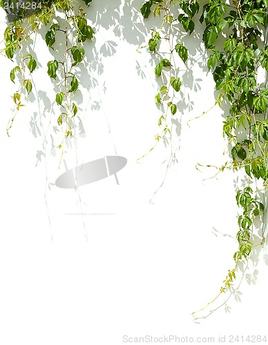 Image of green grape leaves on white wall background