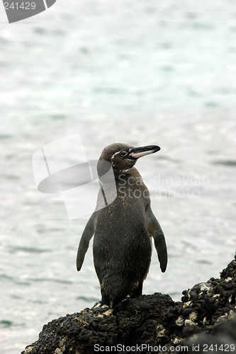 Image of Galapagos Penguin